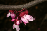 Cercis canadensis 'Forest Pansy' RCP4-2015 326.JPG